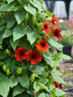 Thunbergia alata Sunny Susy Brownie